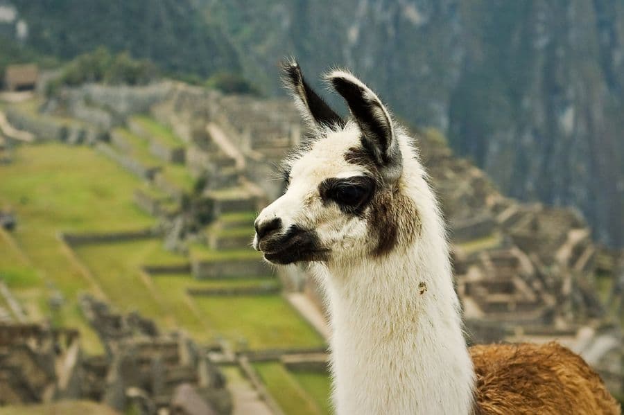 Llama at Machu Picchu
