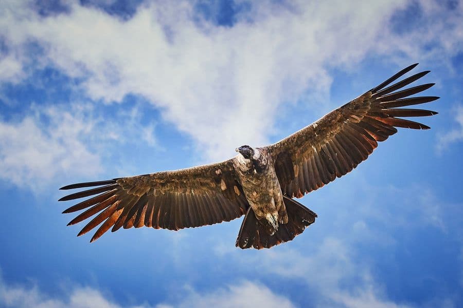 Andean condor flying over the Colca Canyon, Arequipa