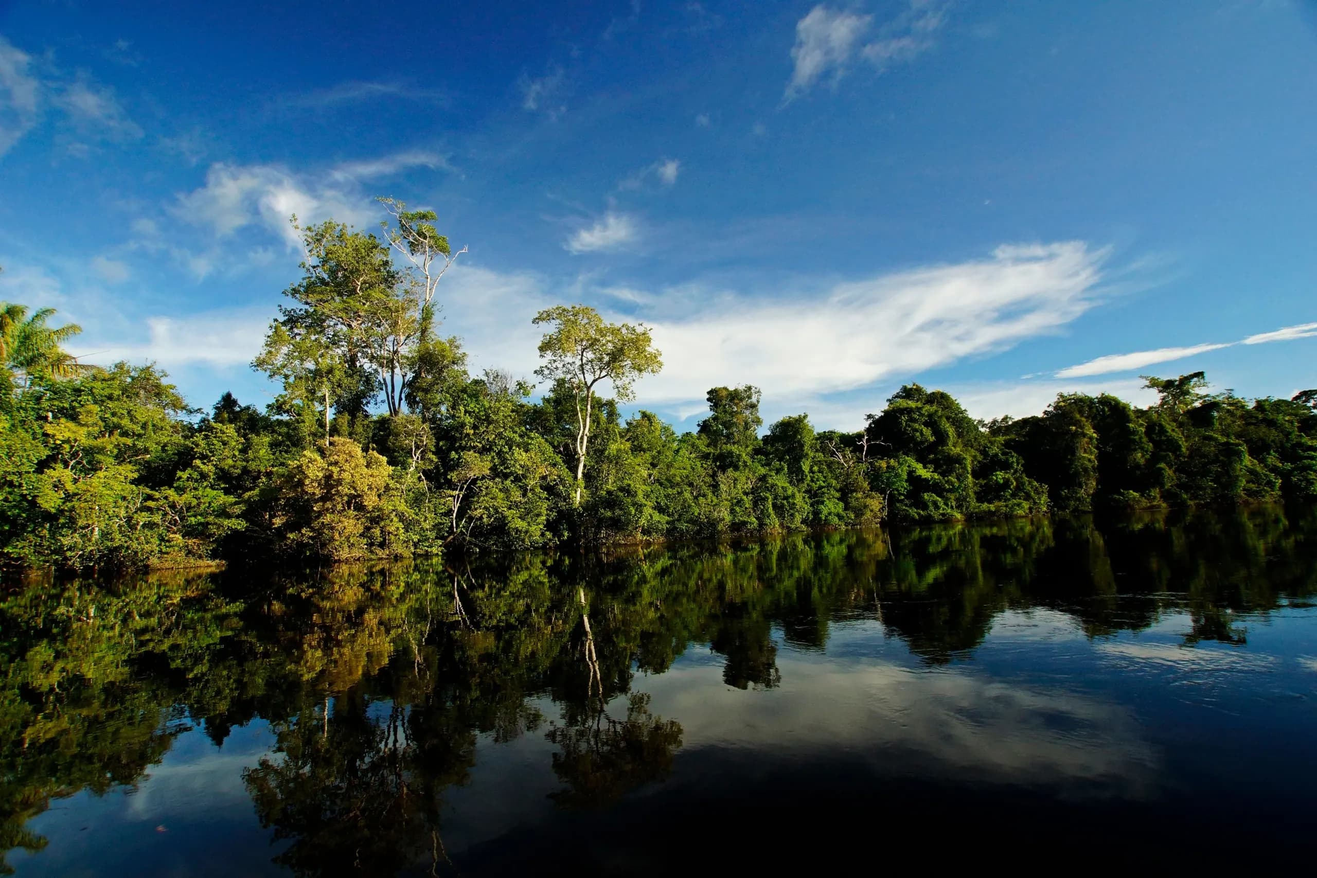 Rainforest reflected in a lake