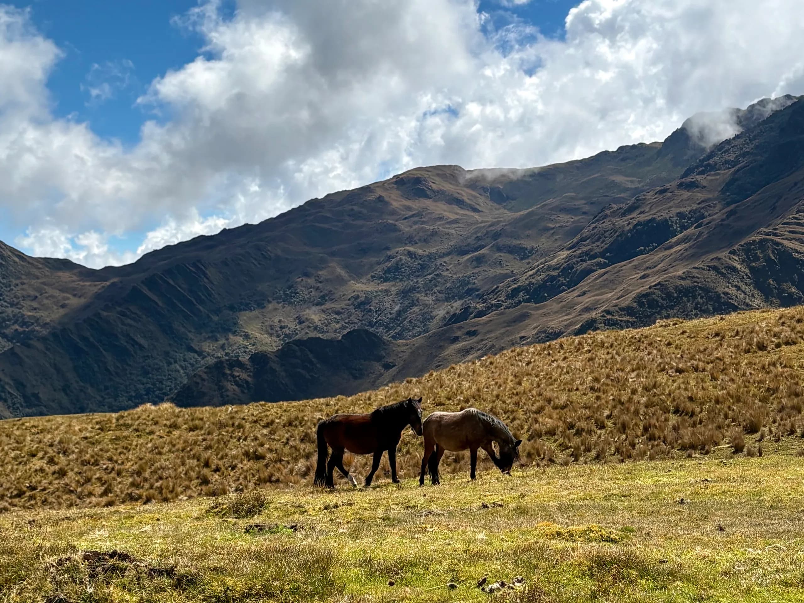 Horses grazing among mountains and clouds at Abra Málaga, Cusco