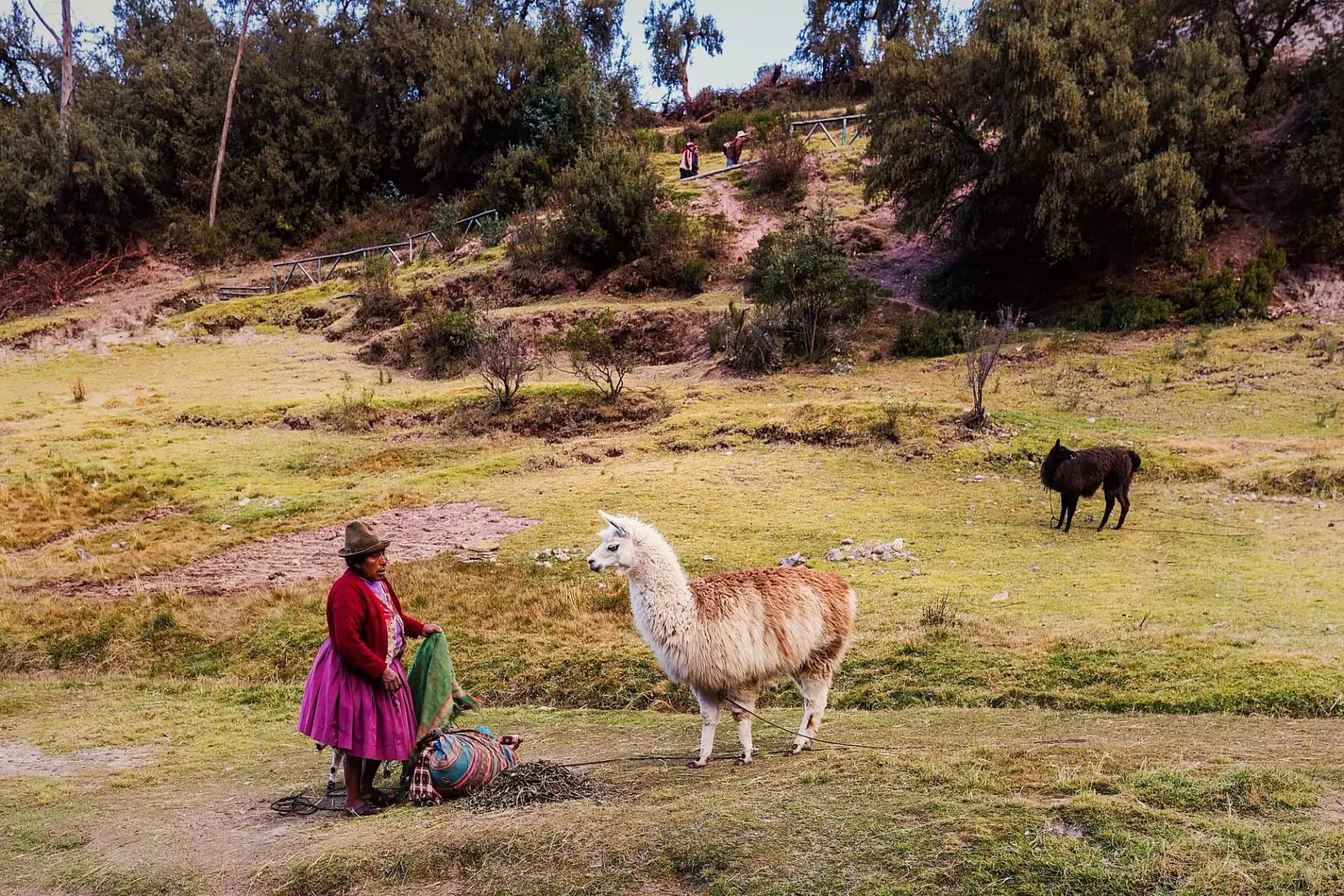 A person in traditional clothing beside a llama in Cusco