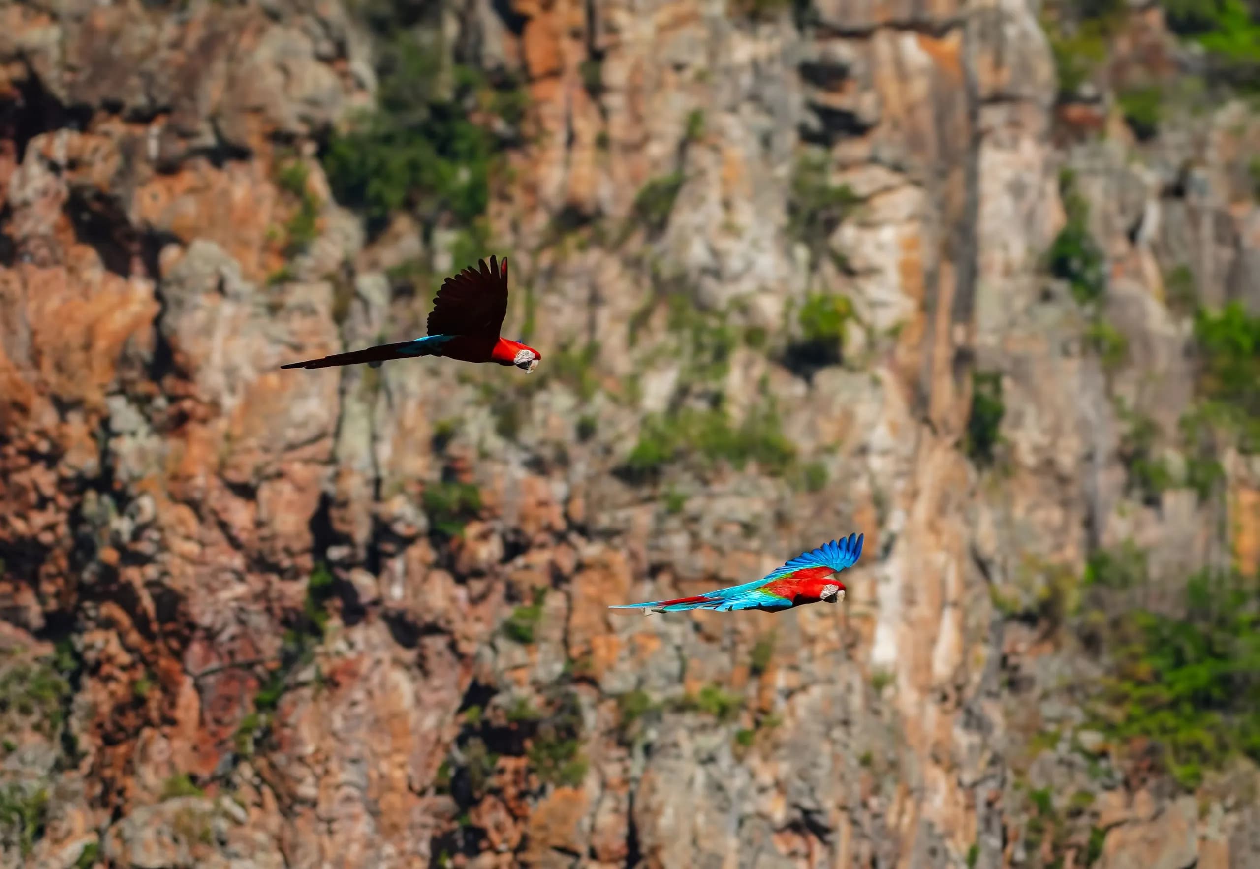 Macaws flying beside a clay cliff