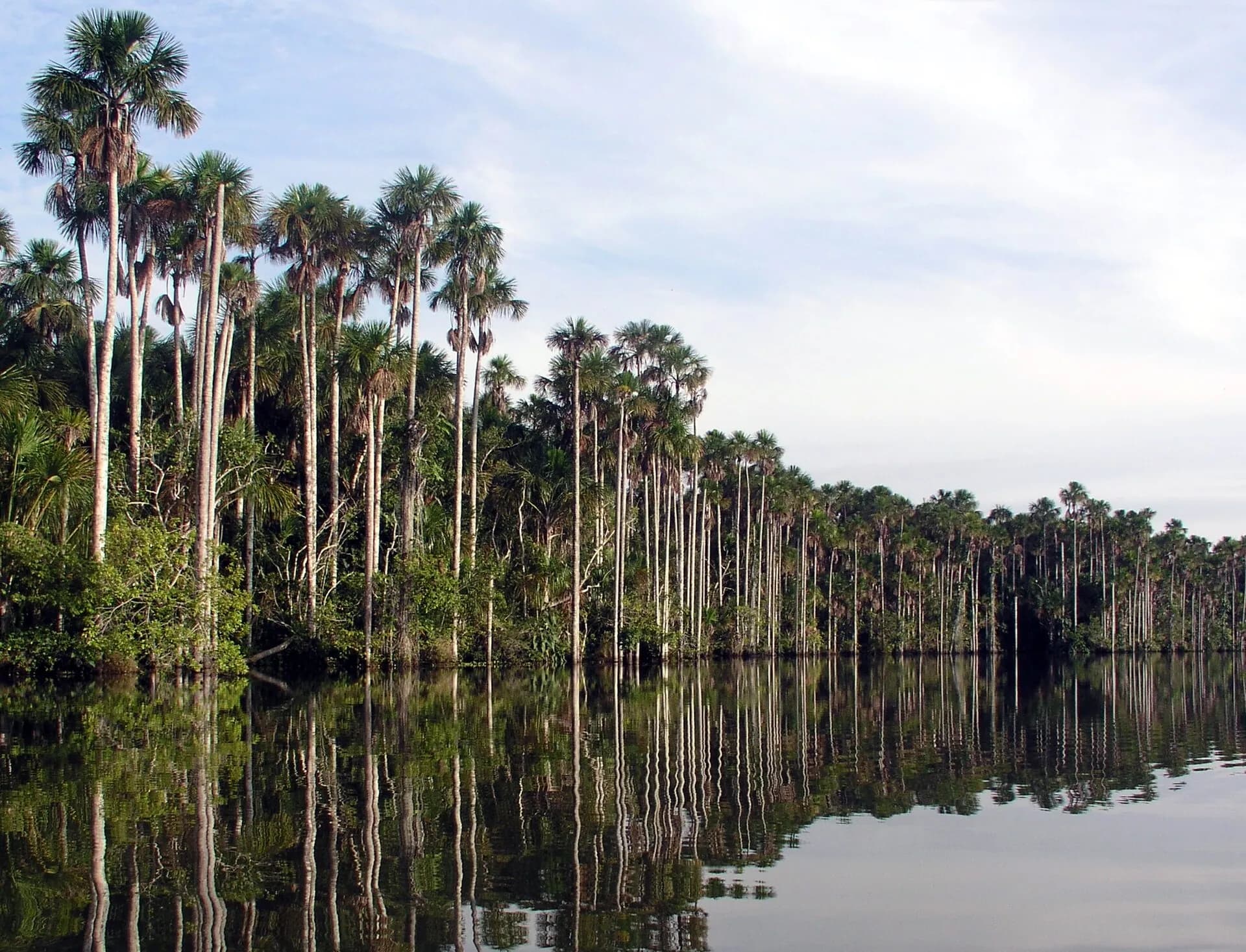 Palm trees and tropical rainforest reflected in Lake Sandoval