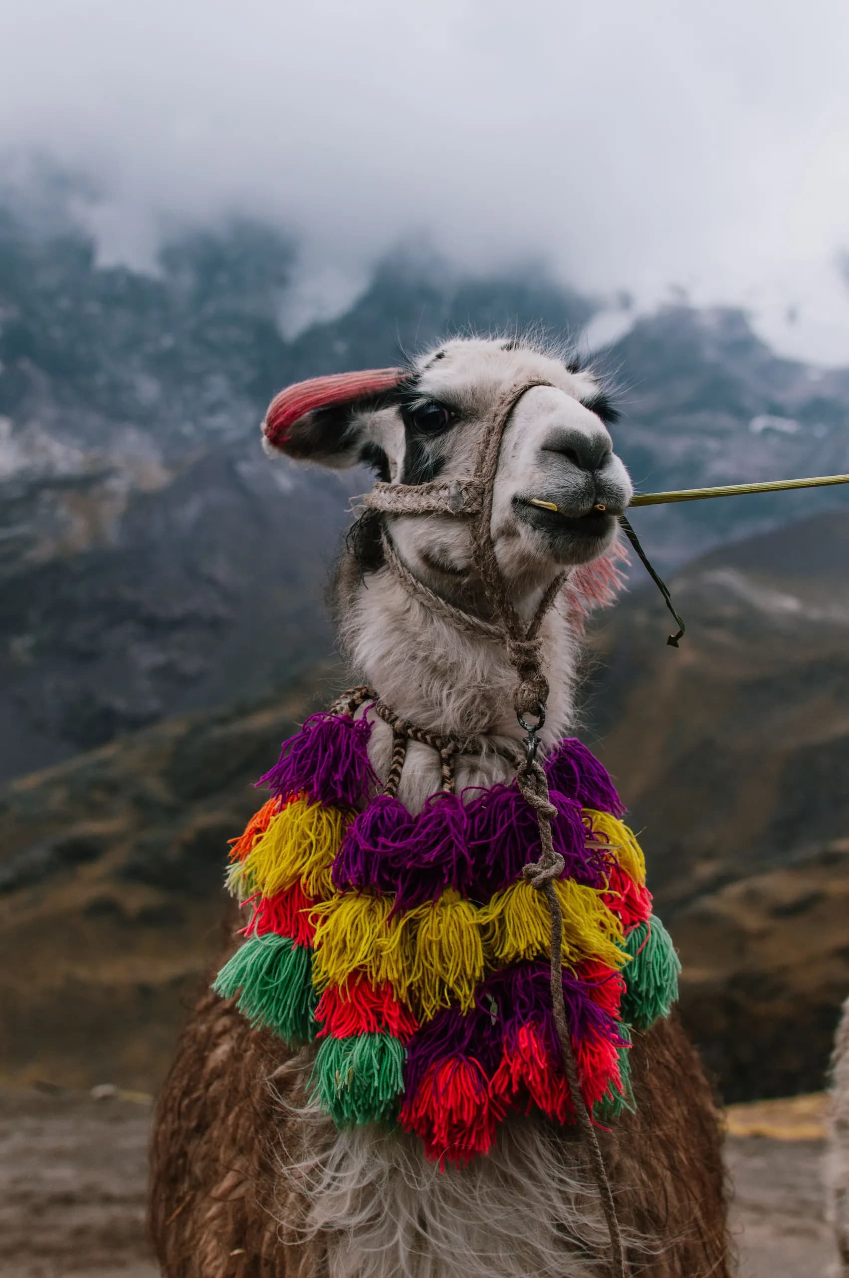 Llama with colourful ornaments among mountains