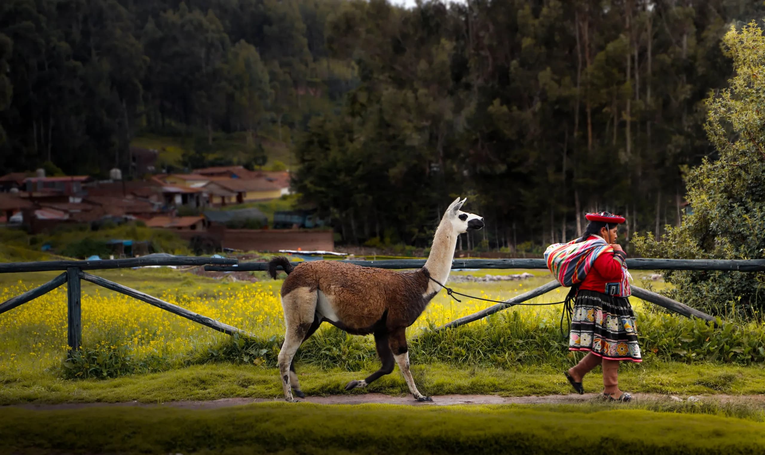 Woman in traditional clothing walking beside a llama in Urubamba