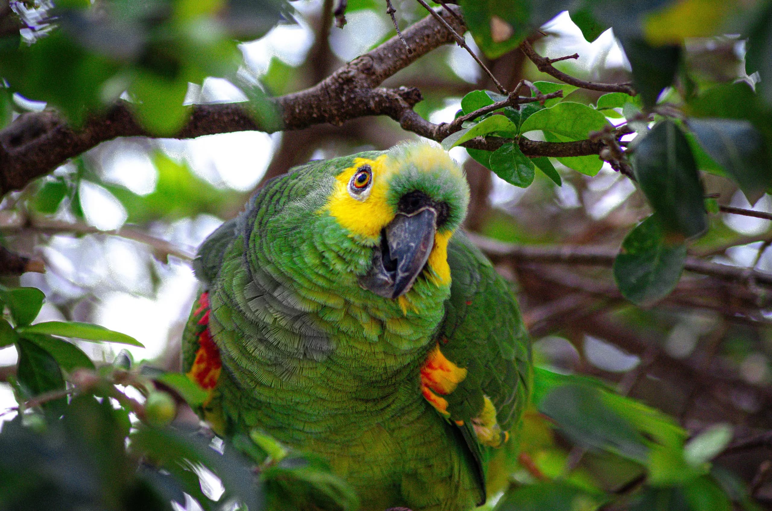 Green parrot among tree branches