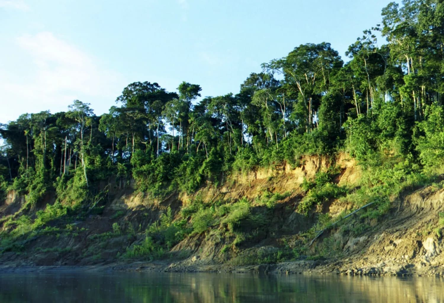 Riverbank of the Manu River covered in tropical rainforest