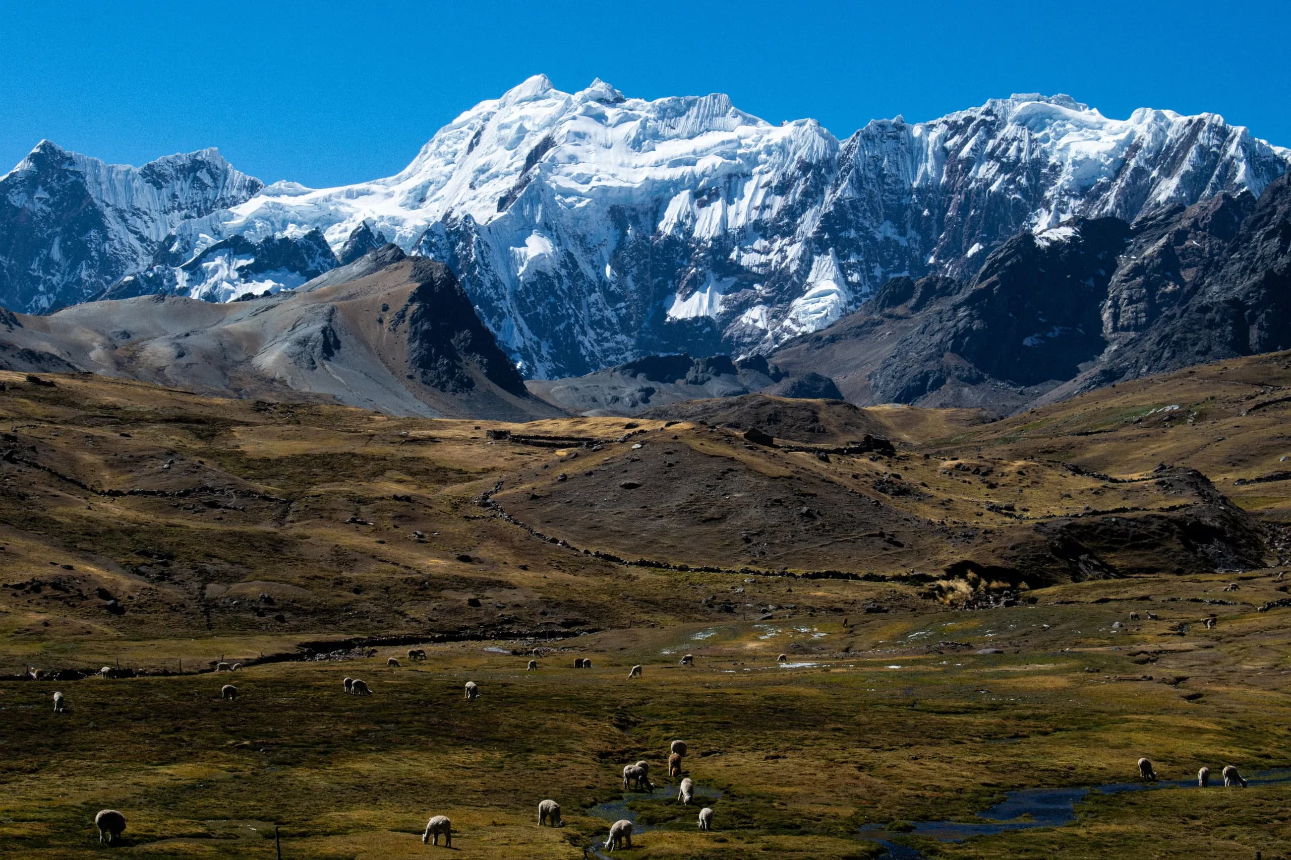 Snowy mountain above a broad Andean meadow