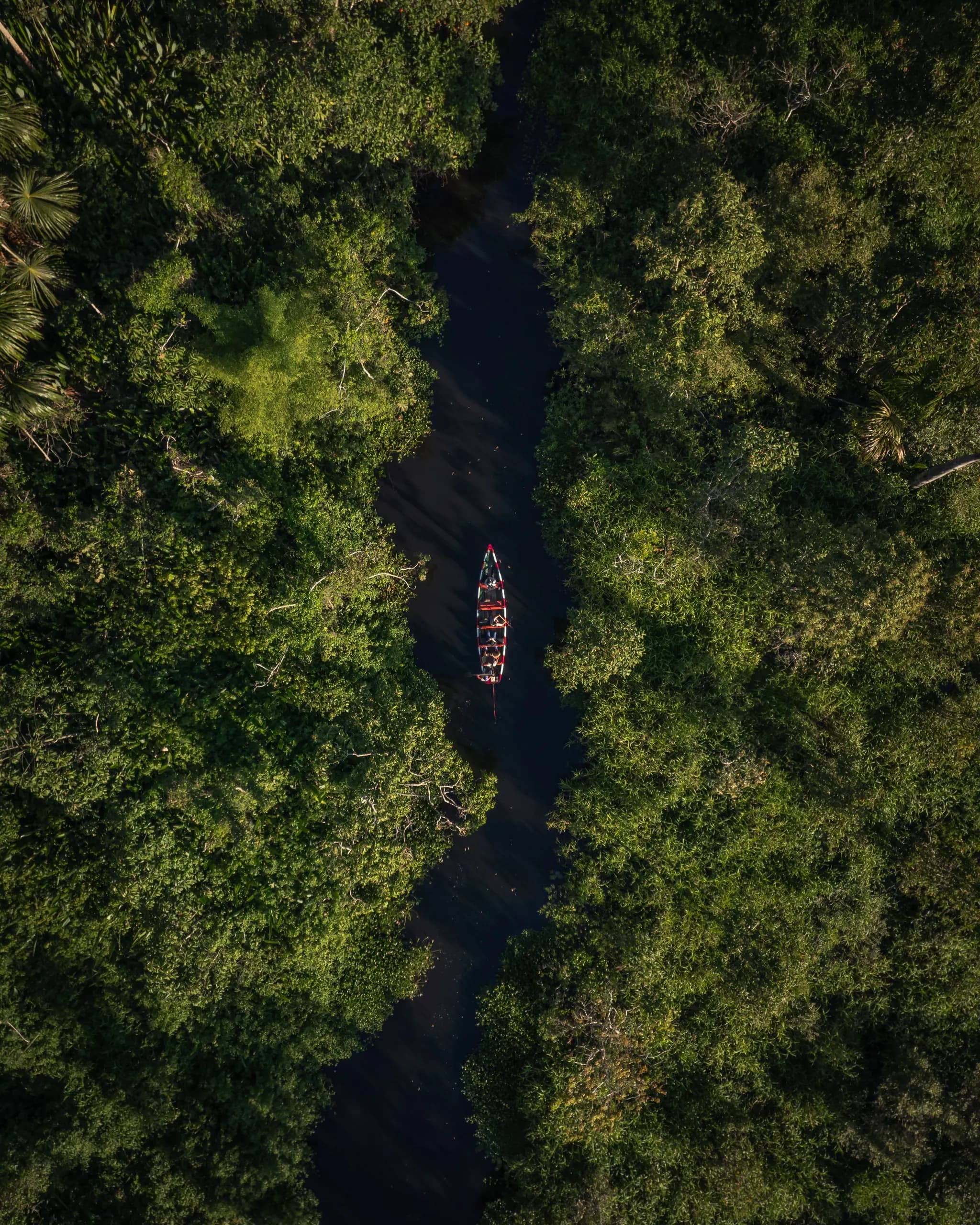 Aerial view of a river surrounded by dense tropical rainforest