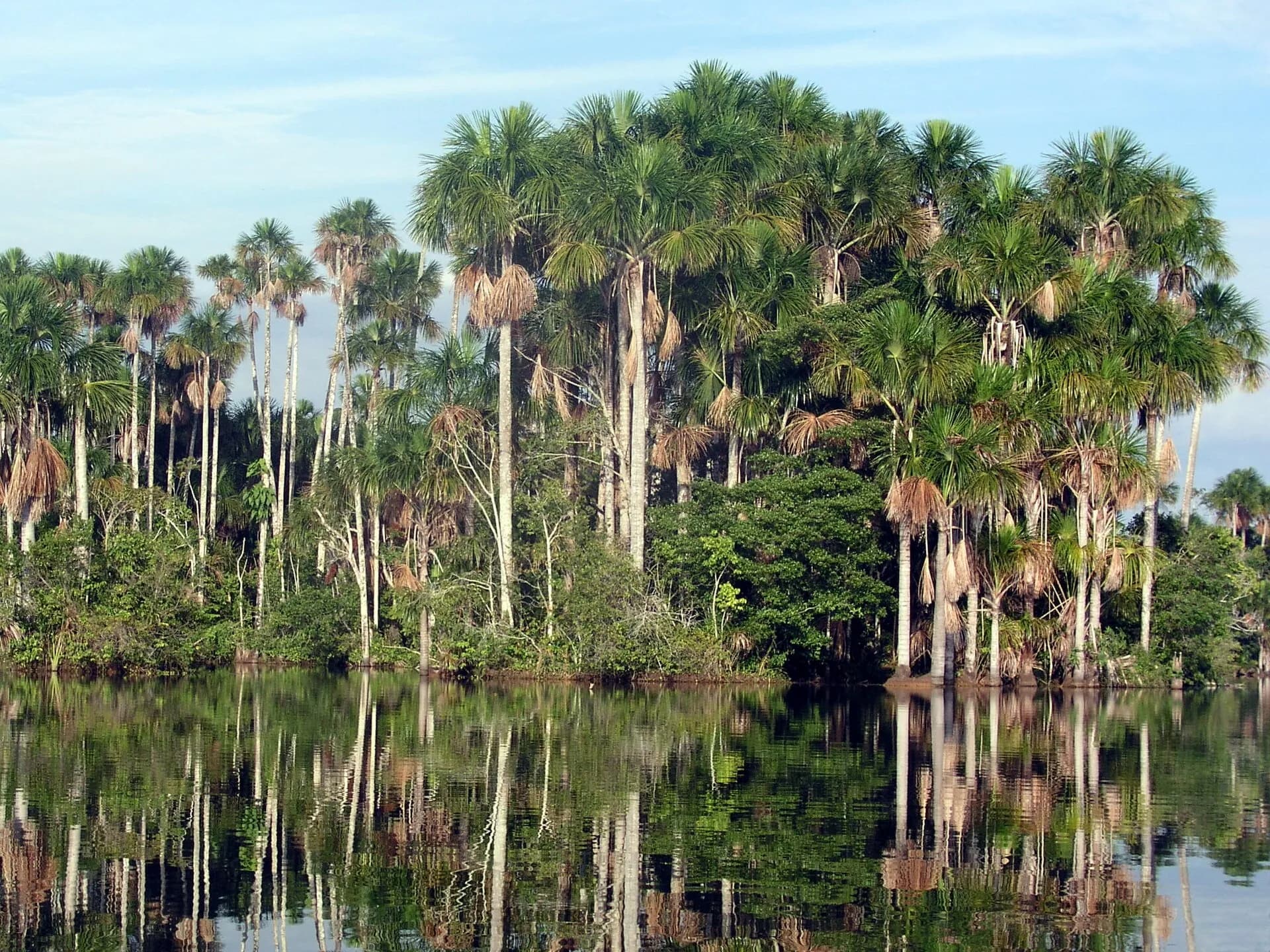 Tall palm trees beside the shore of Lake Sandoval