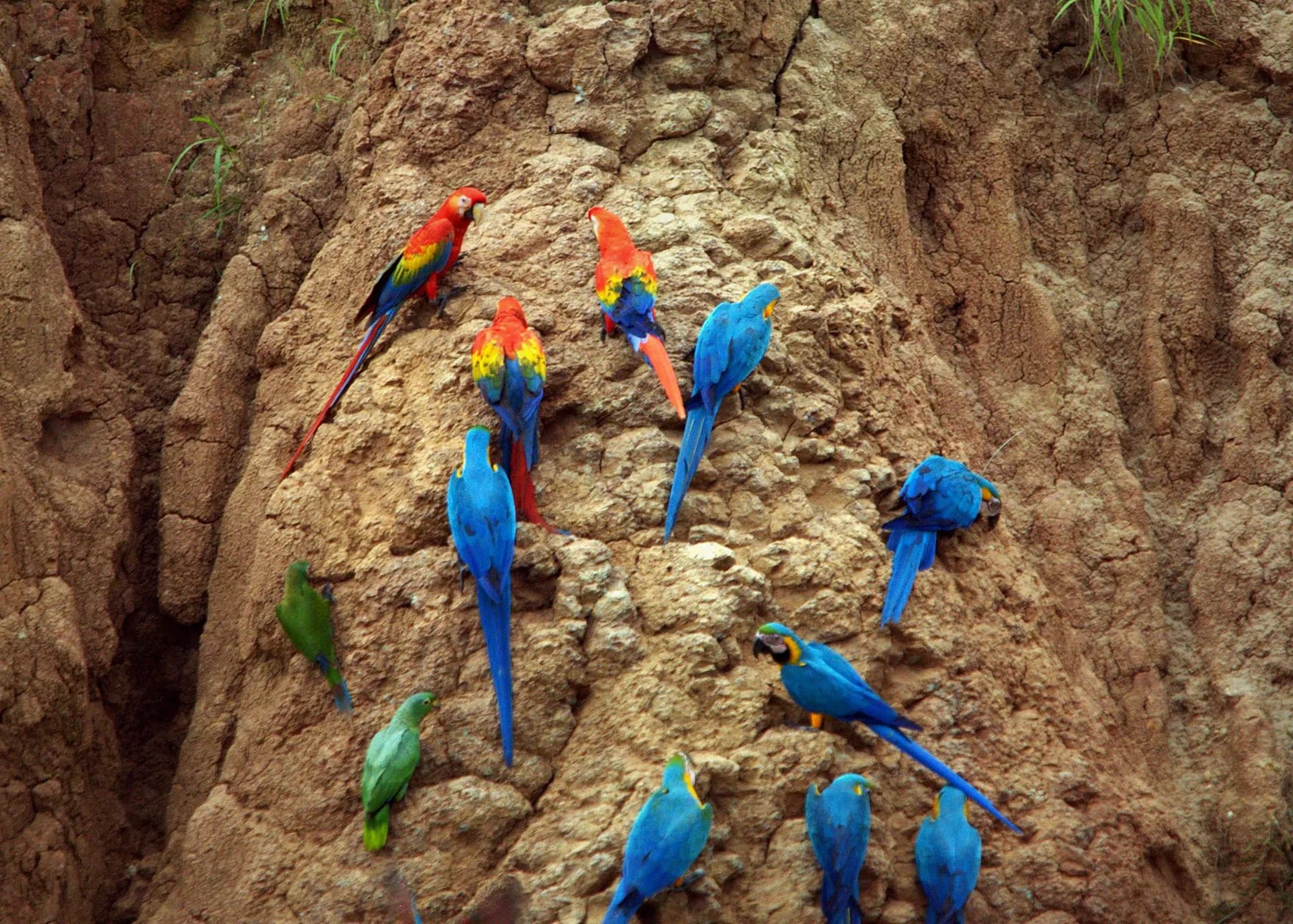 Parrots and macaws on a clay wall in Tambopata National Reserve