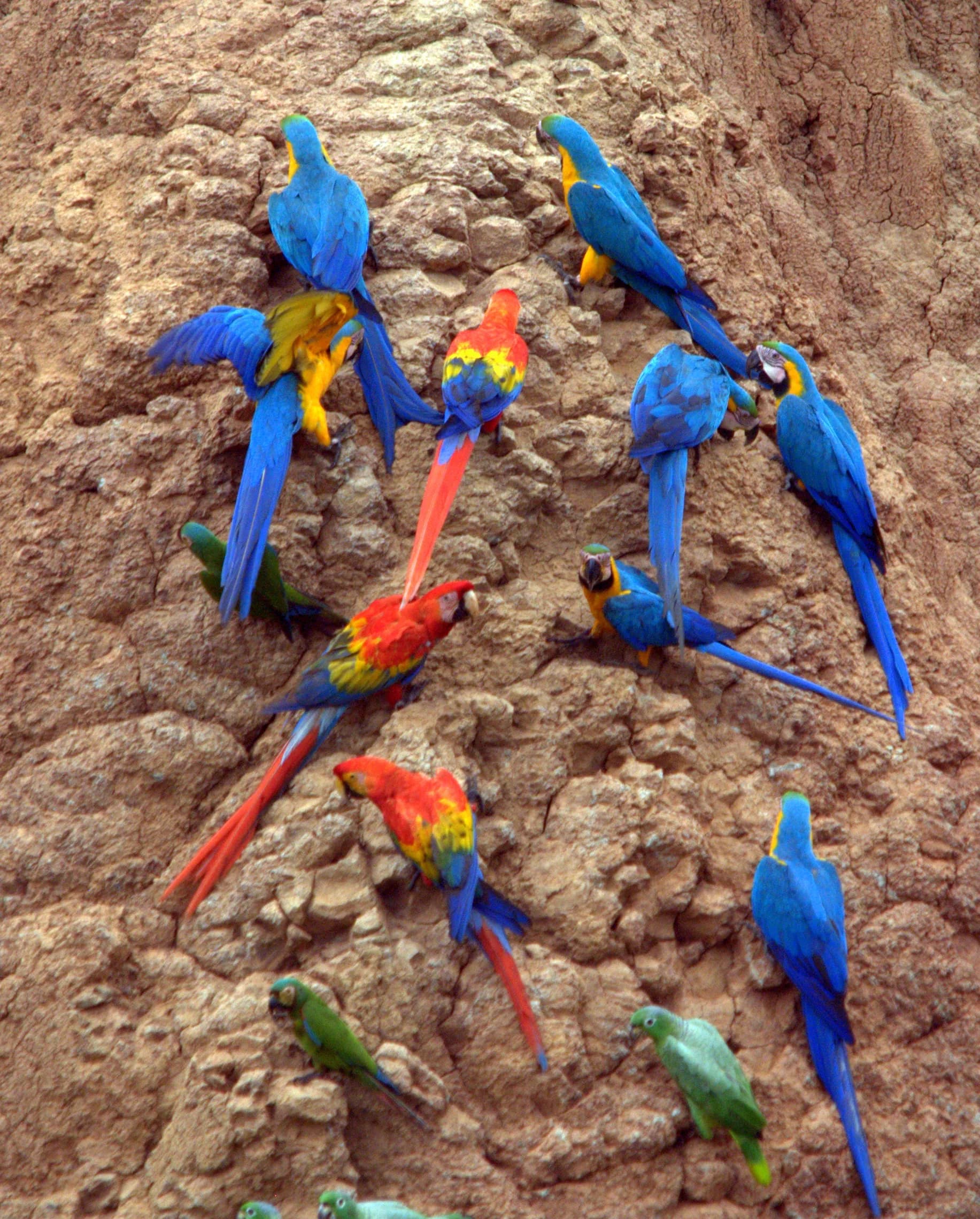 Macaws and parrots gathered at a clay lick in Tambopata National Reserve