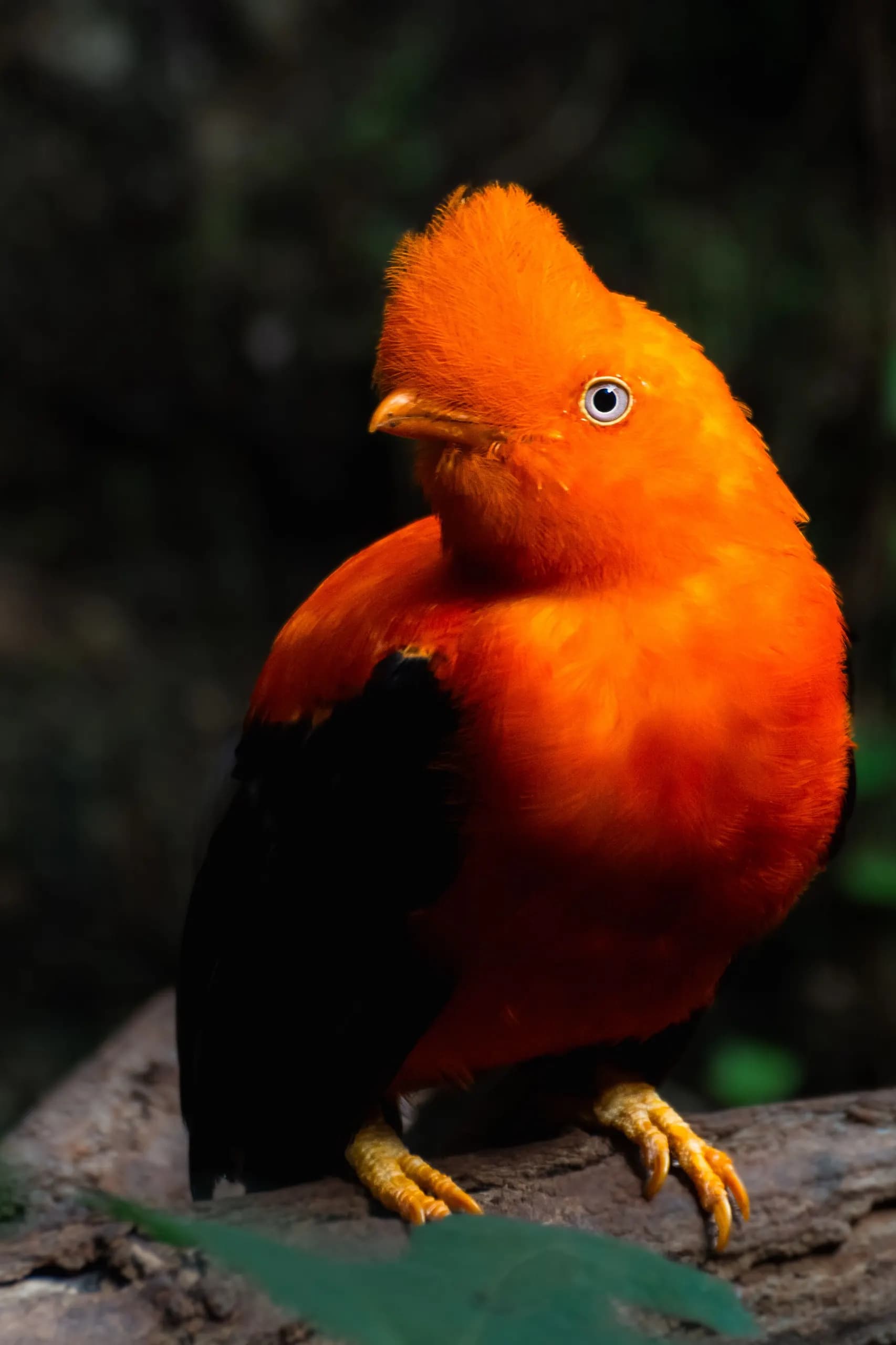 © davide negro · Pexels Bright orange Andean cock-of-the-rock perched on a stone against a background of dark vegetation