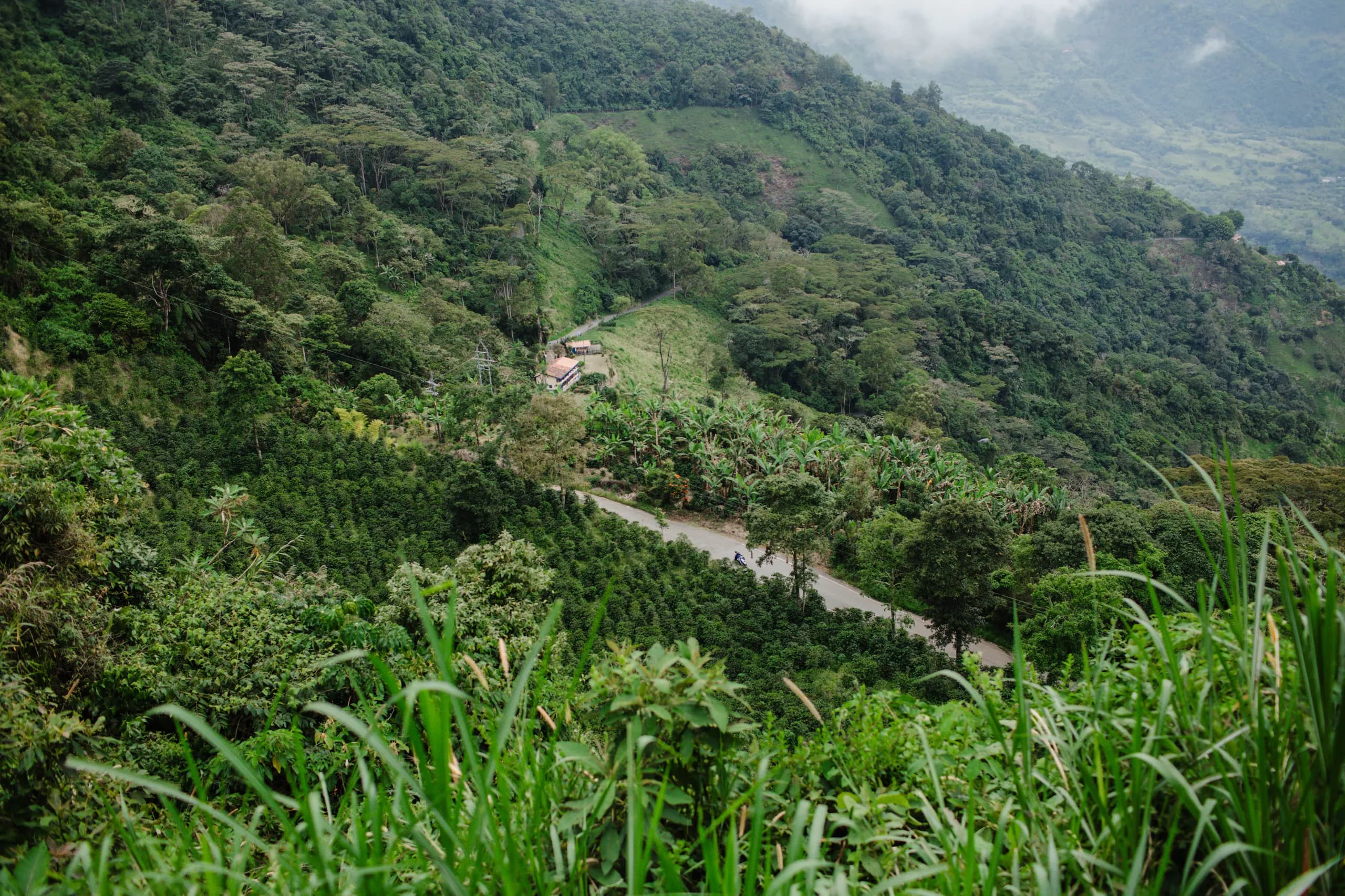 © tiarrasorte · Pexels Trail across a densely vegetated hillside